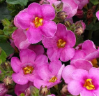 Bacopa