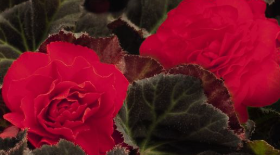 Begonia Non Stop
