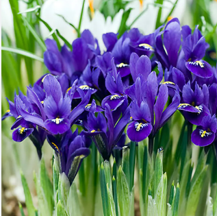 Iris Reticulata