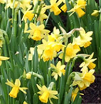 Narcissus ‘Tête-à-tête’ bulbs