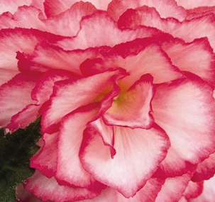 Begonia Non Stop