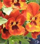 Pansy 'Orange'