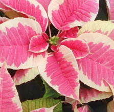 Poinsettia's Pre Order