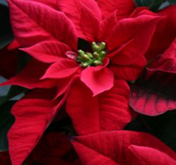 Poinsettia's Pre Order