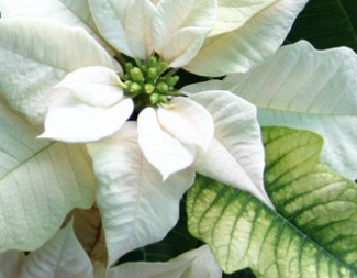 Poinsettia's Pre Order