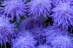 Ageratum