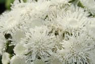 Ageratum
