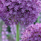 Allium gladiator Bulbs