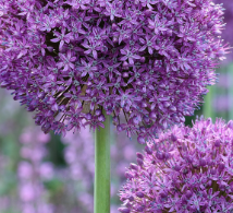 Allium gladiator Bulbs