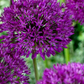 Allium hollandicum 'Purple Sensation' Bulbs