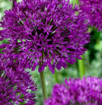 Allium hollandicum 'Purple Sensation' Bulbs