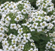 Alyssum