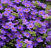 Bacopa
