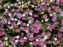 Bacopa