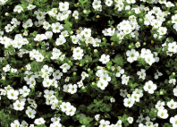 Bacopa