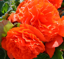 Begonia Non Stop