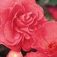 Begonia Non Stop