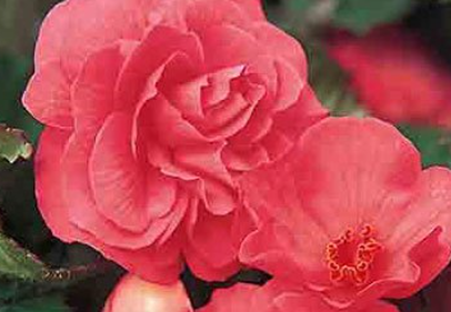 Begonia Non Stop