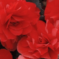 Begonia Non Stop