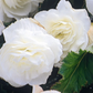 Begonia Non Stop