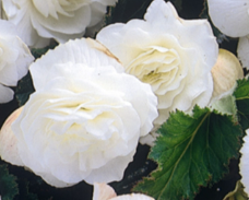 Begonia Non Stop
