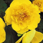 Begonia Non Stop