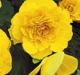 Begonia Non Stop