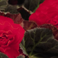 Begonia Non Stop