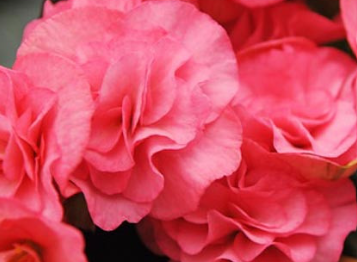 Begonia