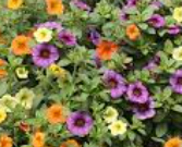 Calibrachoa