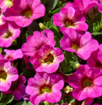 Calibrachoa