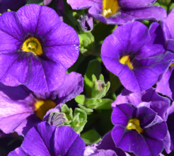 Calibrachoa