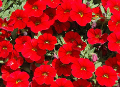 Calibrachoa
