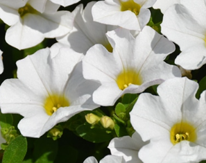 Calibrachoa