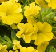 Calibrachoa