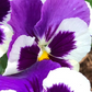 Cassis Pansies