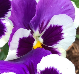 Cassis Pansies
