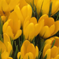 Crocus Species yellow