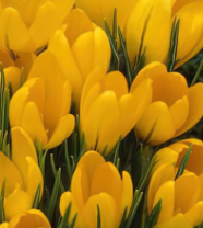 Crocus Species yellow