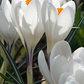 Crocus large flowered White - Bulbs