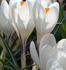 Crocus large flowered White - Bulbs