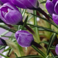 Crocus large flowered blue - Bulbs