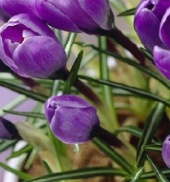 Crocus large flowered blue - Bulbs