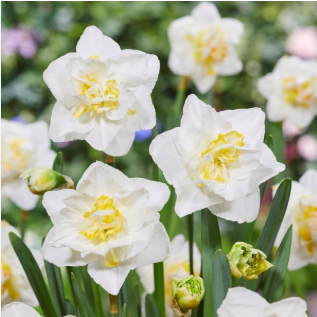 Daffodil white lion bulbs