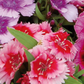 Dianthus Corona Raspberry Magic