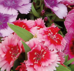 Dianthus Corona Raspberry Magic