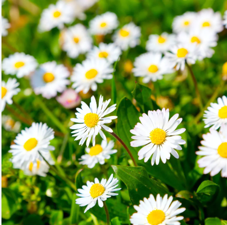 English Daisies (Bellis Perennis)