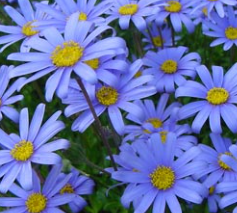Felicia Amelloides