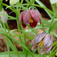 Fritillaries melagris Bulbs