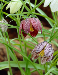 Fritillaries melagris Bulbs